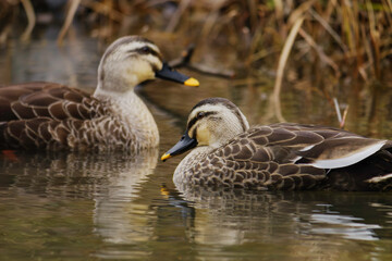 duck swimming in the river