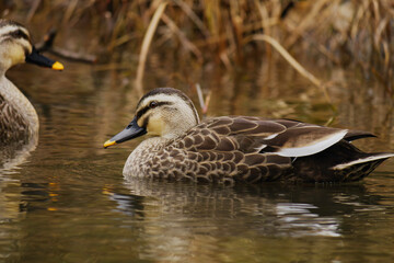 duck swimming in the river