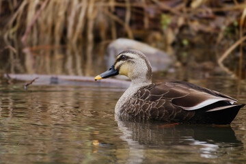 duck swimming in the river