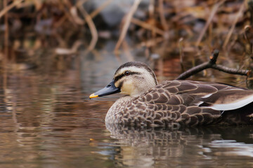 duck swimming in the river