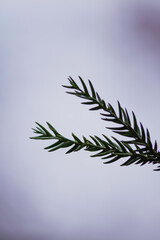 rain drops on the pine
