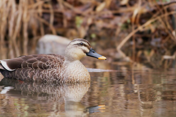 duck swimming in the river