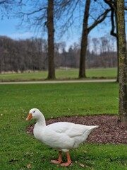 White goose standing on grass field in park during winter/sprin