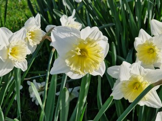 Obraz premium Close-up of flowerbed of white and yellow blooming daffodils or narcissus