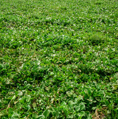 water hyacinth which has damaged the river ecosystem
