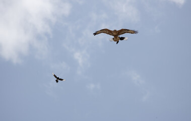 Obraz premium bird, sky, seagull, flying, fly, flight, blue, nature, gull, animal, wings, freedom, white, wing, sea, soaring, birds, wildlife, beak, soar, eagle, feather, air