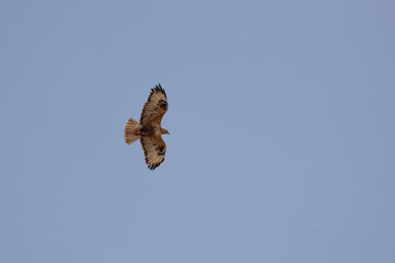 bird, sky, seagull, flying, fly, flight, blue, nature, gull, animal, wings, freedom, white, wing, sea, soaring, birds, wildlife, beak, soar, eagle, feather, air