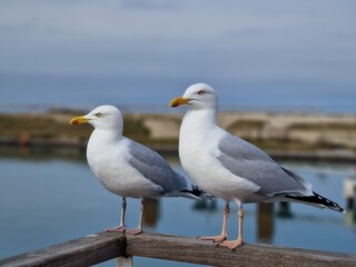 Seagulls looking at camera on sea shore