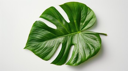 Big green leaf on a white background