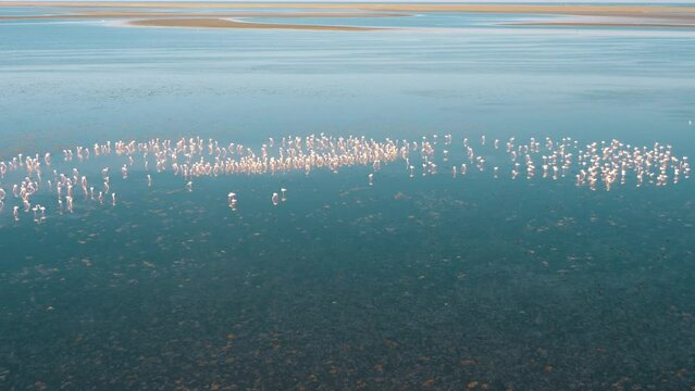 Aerial, Flamingo Swarm On Djerba, Tunisia