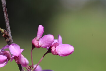 blossoms of Cercis siliquastrum (Judas tree) in spring	