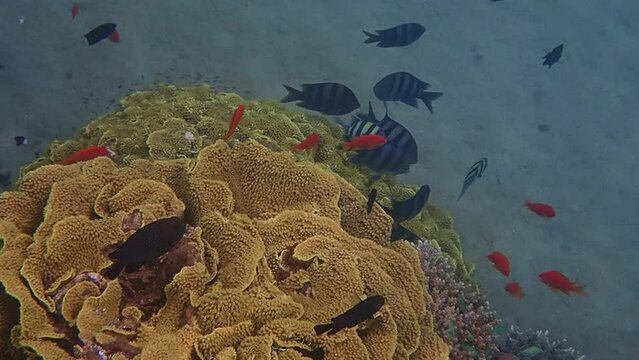 Amazing nature of coral reefs showing great biodiversity of tropical marine ecosystems that is still remains untouched by human activities in the Red Sea, Sinai, Middle East