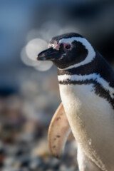 Close-up of Magellanic penguin with bokeh balls