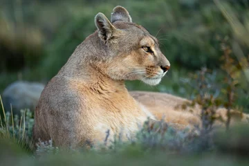 Outdoor kussens Close-up of puma lying down with catchlight © Nick Dale