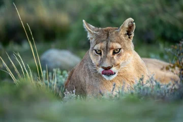 Foto op Canvas Close-up of puma lying down licking nose © Nick Dale
