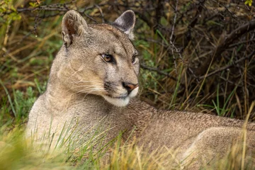 Poster Close-up of puma lying in tall grass © Nick Dale