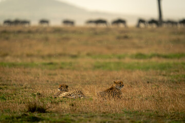 Obraz na płótnie Canvas Two cheetahs lie near wildebeest in rain