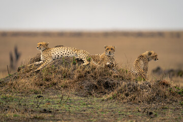 Two cheetahs lie near another on mound