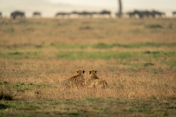 Two cheetahs lie on savannah watching wildebeest
