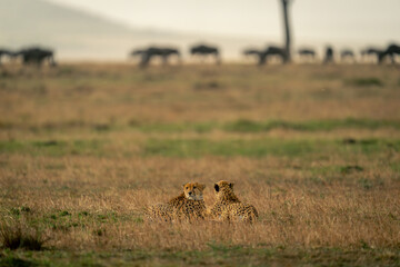 Two cheetahs lie on savannah near wildebeest
