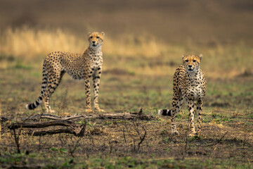 Two cheetahs stand on savannah in sun