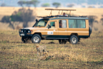 Fototapeta premium Two cheetahs on savannah near safari truck