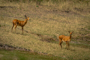 Two bohor reedbuck stand on grassy slope