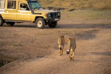 Two cheetahs walk towards parked safari truck