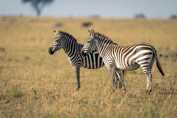 Two plains zebra stand in sunny savannah