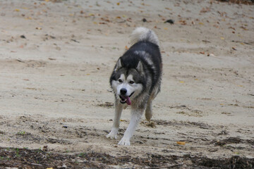 A Malamute dog runs along the sand of the embankment.