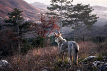A wolf dog surveys the wilderness at dusk, the glow of a distant town illuminating the horizon.