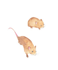 Watercolor set of two mouses - brown harvest mice hand drawn illustration. Isolated on white background. Woodland animals
