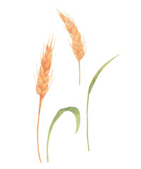 Watercolor wheat clipart - hand drawn wheat ears illustration. Branch of goldren grains cereal.