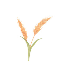 Watercolor wheat - hand drawn wheat ears illustration. Branch of goldren grains cereal.