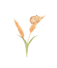 Watercolor harvest mouse on the wheat - hand drawn illustration on isolated white background. Goldren seed greenery branches with woodland animal PNG. Wedding, nursery postcard templates
