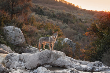 A Czechoslovakian Wolfdog stands on a rocky outcrop at dusk, the wild forest landscape stretching into the distance.  - 770642316