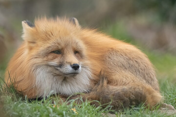 EUROPÄISCHER ROTFUCHS
VULPES VULPES