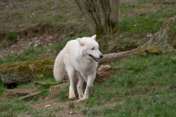 Hudson Bay-Wolf - CANIS LUPUS HUDSONICUS