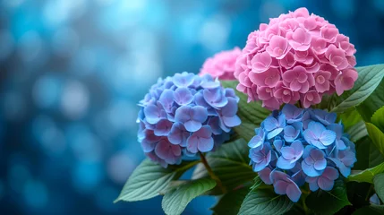 Blue and pink hydrangea flowers on bokeh background © Виктория Дутко