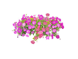Bouquet, Bunch, shrub of flowers. Rose periwinkle. primrose. (red, pink) Rose Four o'clock Flower. (png) Colorful flowers, primula vulgaris are blooming. On white background.
