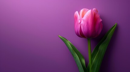 Fototapeta premium Red tulips elegantly contrast with the purple background. Their delicate flowers radiate purity and elegance. This creates a captivating visual display that exudes elegance and sophistication.