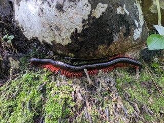 Diplopoda is in a oil palm tree