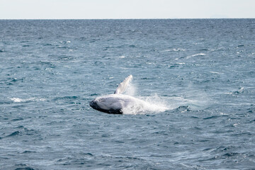 Naklejka premium Whales in Hervey Bay, Queensland, Australia