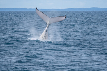 Whales in Hervey Bay, Queensland, Australia