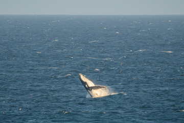 Fototapeta premium Whales in Hervey Bay, Queensland, Australia