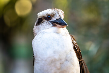 Close-up of a kookaburra, NSW, Australia