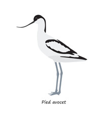 Pied avocet (Recurvirostra avosetta) isolated on white background. Vector illustration