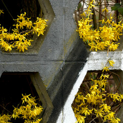 yellow forsythia blossoms behind a gray concrete wall