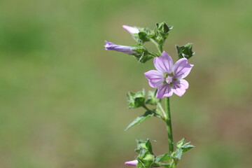 pink flowers of Malva sylvestris	
