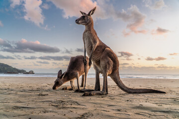 Kangaroos during sunrise in Cape Hillsborough, Queensland, Australia
